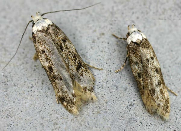 Endrosis sarcitrella moths